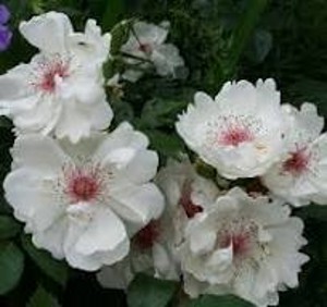 JACQUELINE DU PRE (floribunda)
